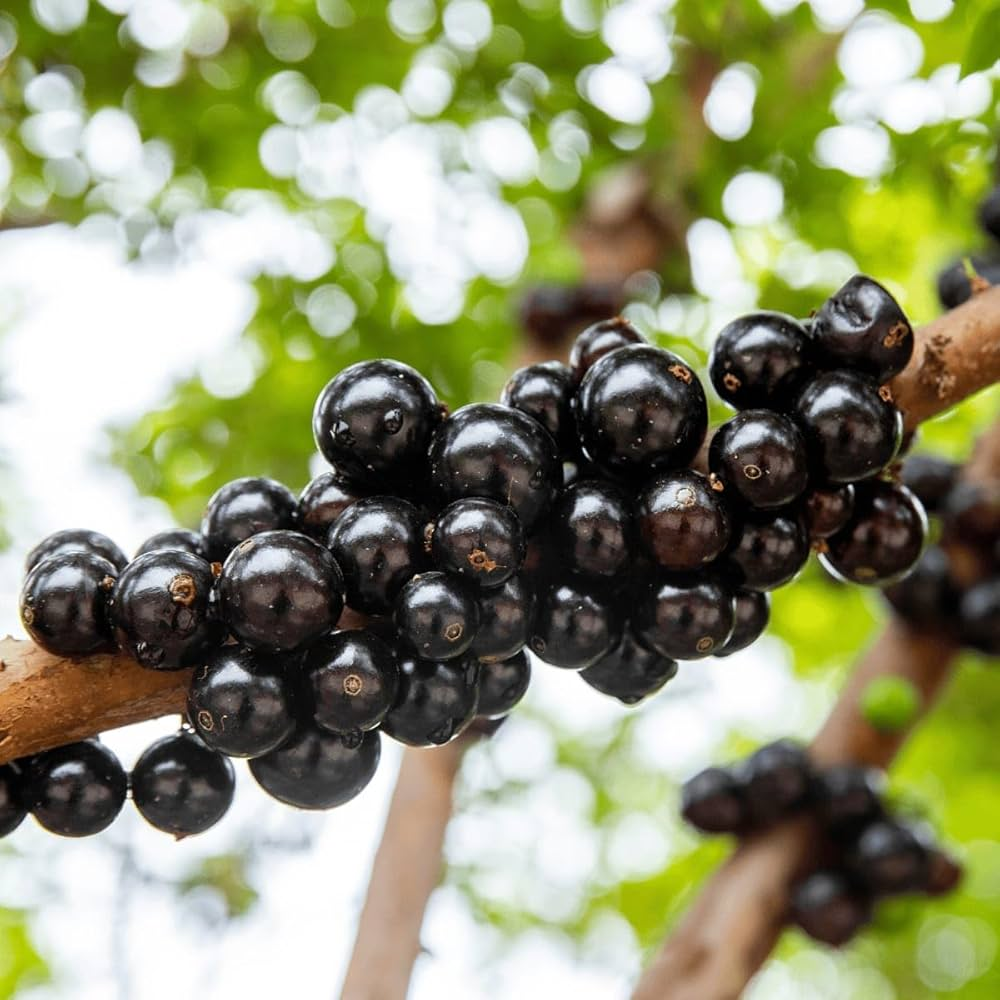 Jaboticaba